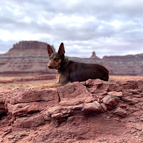 Dog In Training With Scenery Image