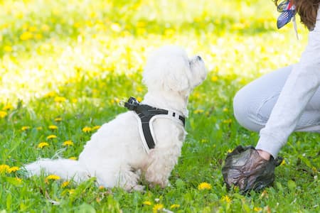 Denver Dog Training - Understanding Your Dog