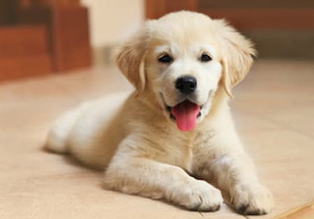 Unleashing Good Behavior: Exploring The Essence And Benefits Of Obedience Training For Dogs