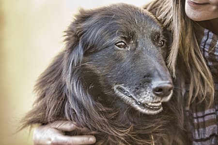 Why It's Important To Keep Your Dog's Teeth Clean In Denver